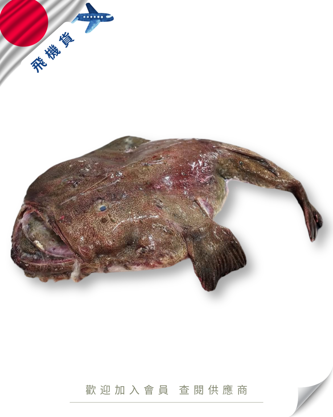 E101 - 日本 鮟鱇魚 アンコウ 3-8kg