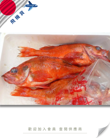 E101 - 日本 目拔魚 メヌケ 1kg up
