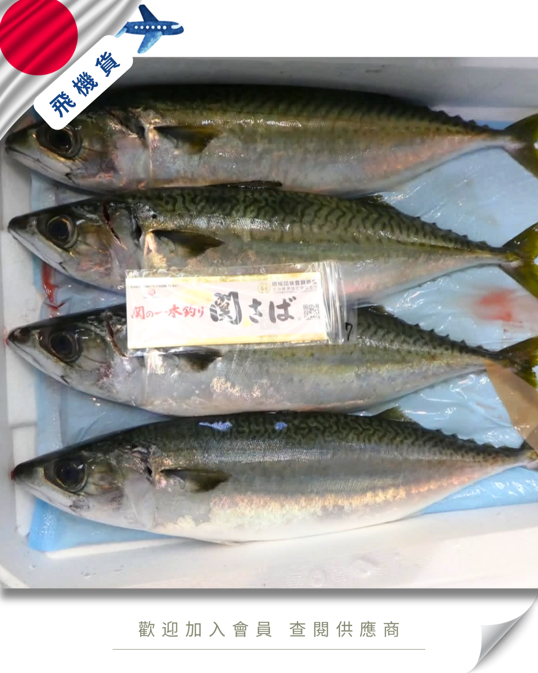 E101 - 日本 關鯖魚 関サバ  700g-800g