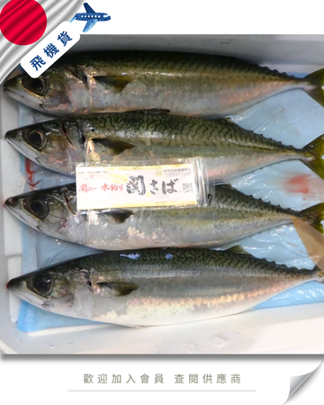 E101 - 日本 關鯖魚 関サバ  700g-800g