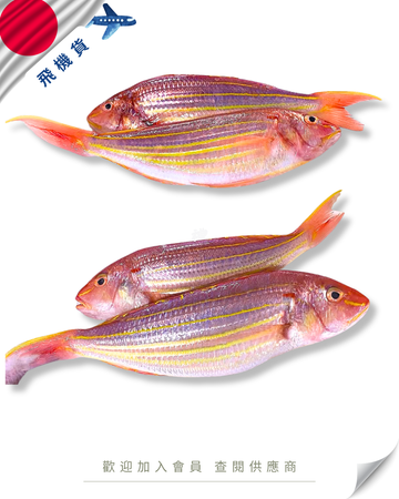 E101 - 日本 金線鯛 / 系撚鯛 イトヨリダイ 500g up