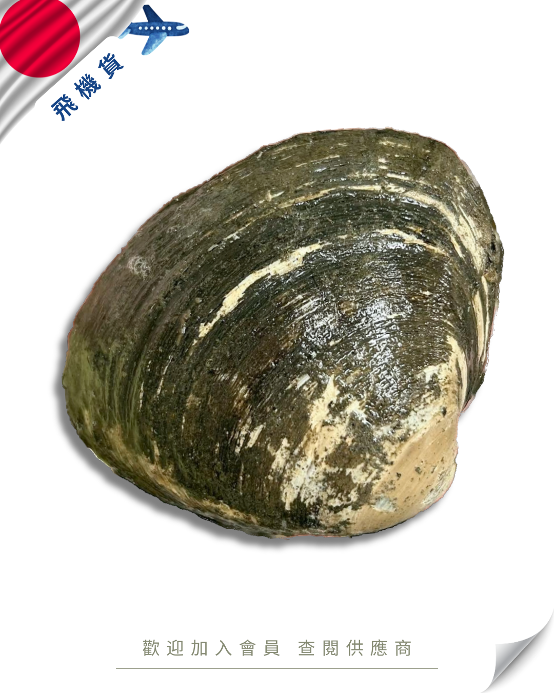 E101 - 日本 北寄貝 ホッキ貝 300g up