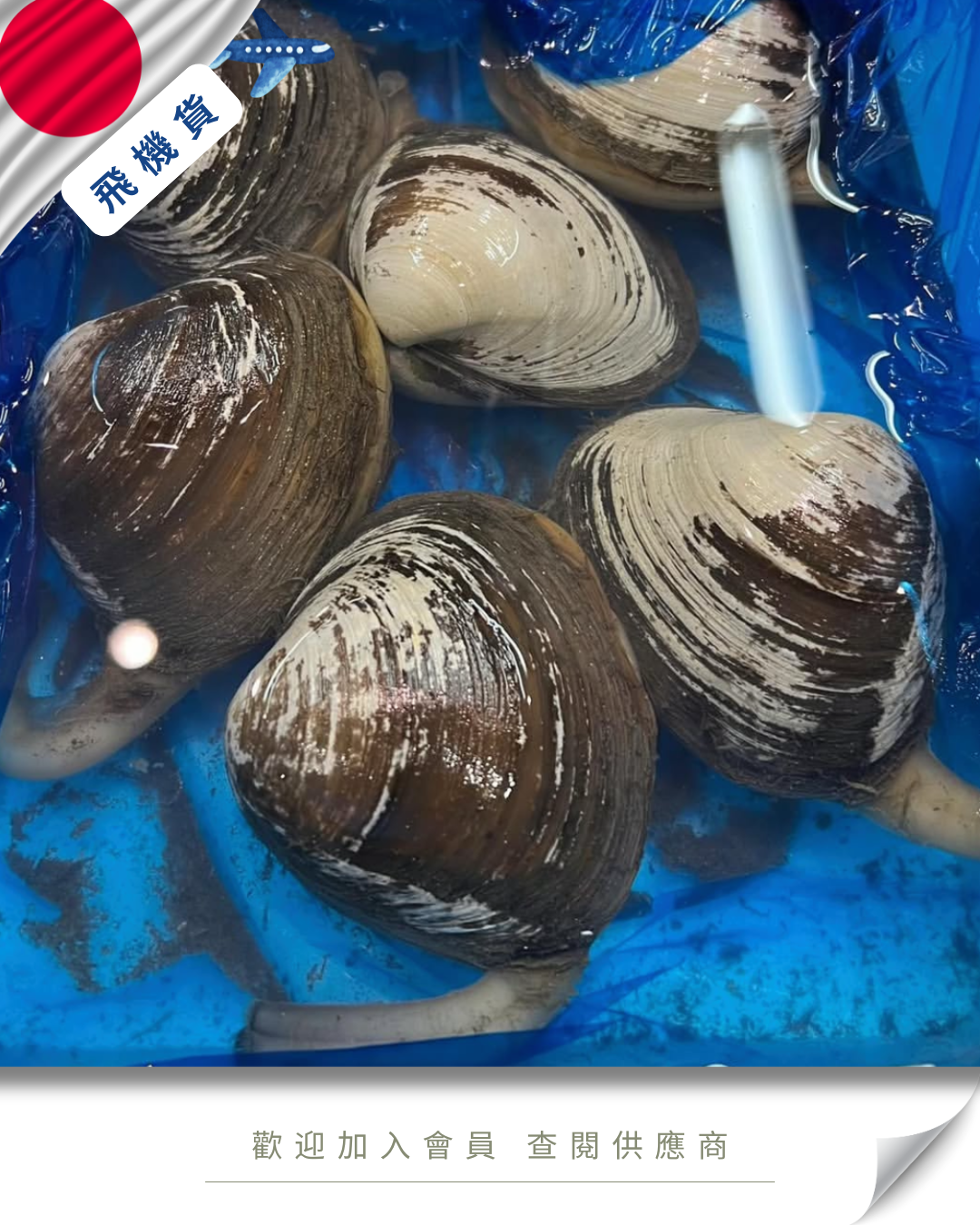 E101 - 日本 北寄貝 ホッキ貝 300g up