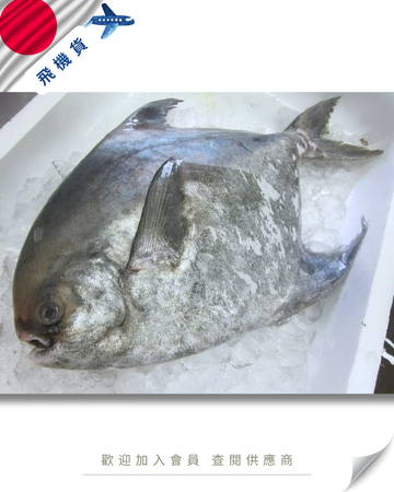 E101 - 日本 真名鰹  マナガツオ 2kg up
