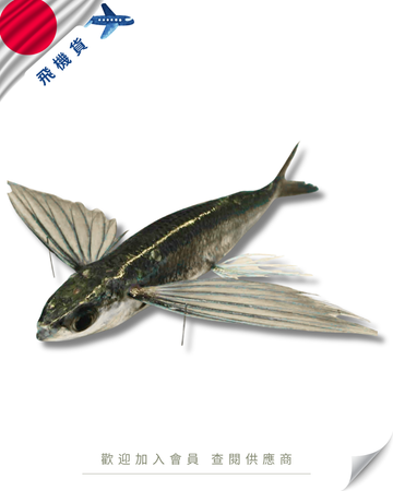 E101 - 日本 飛魚 トビウオ 約400g