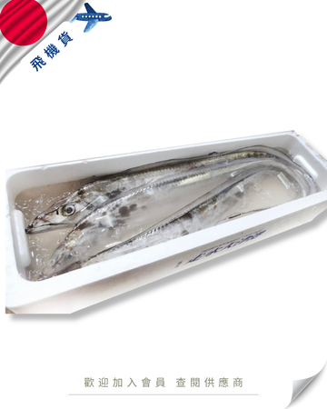 E101 - 日本 太刀魚 / 白帶魚 タチウオ 1-2kg