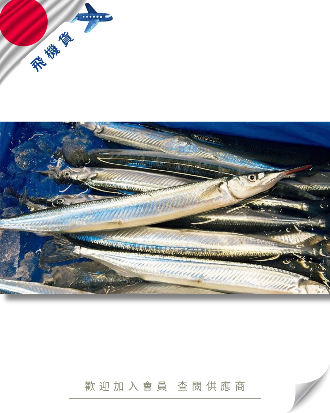 E101 - 日本 針魚 サヨリ 80-100g