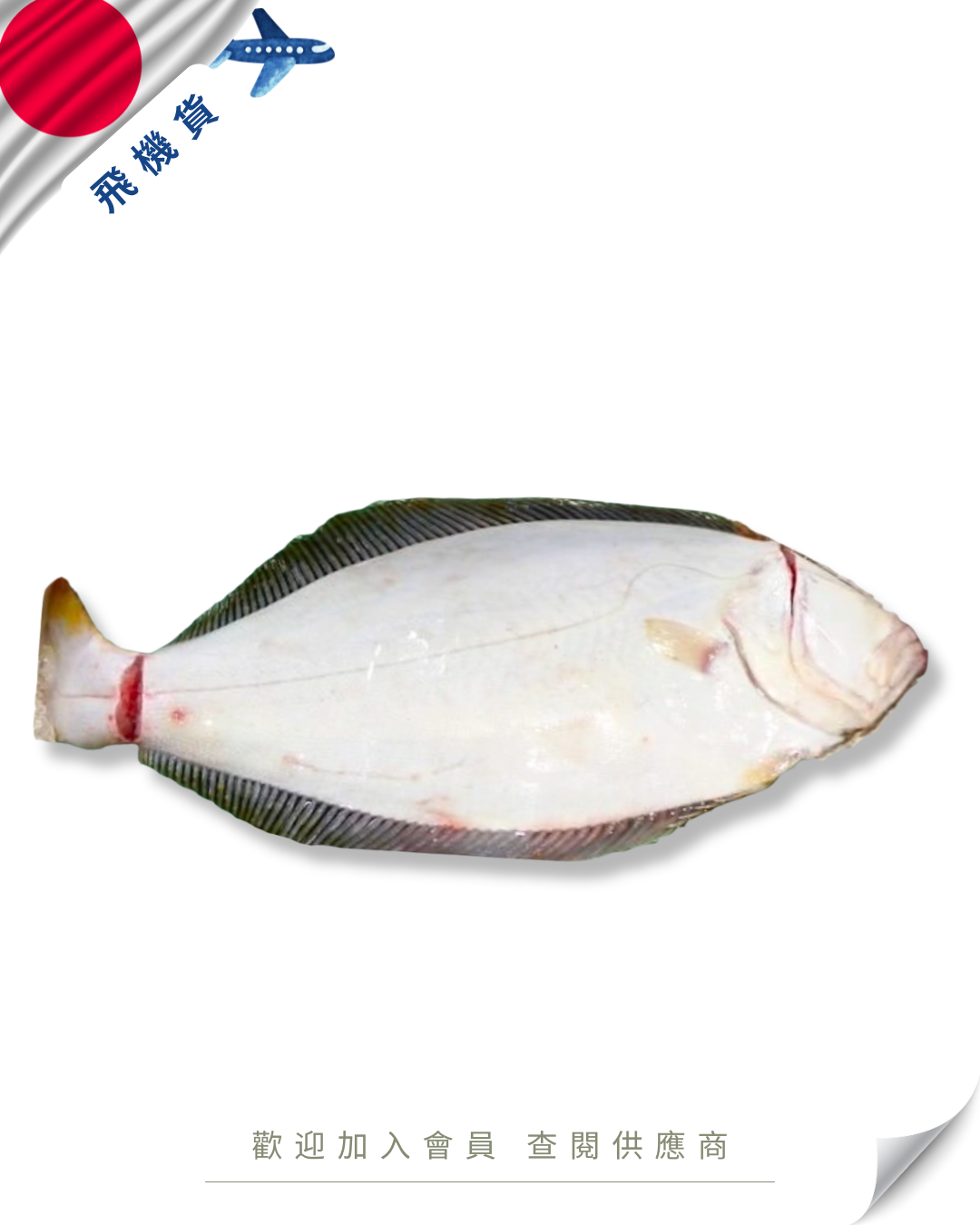 E101 - 日本 鮫鰈 サメガレイ 2-2.5kg