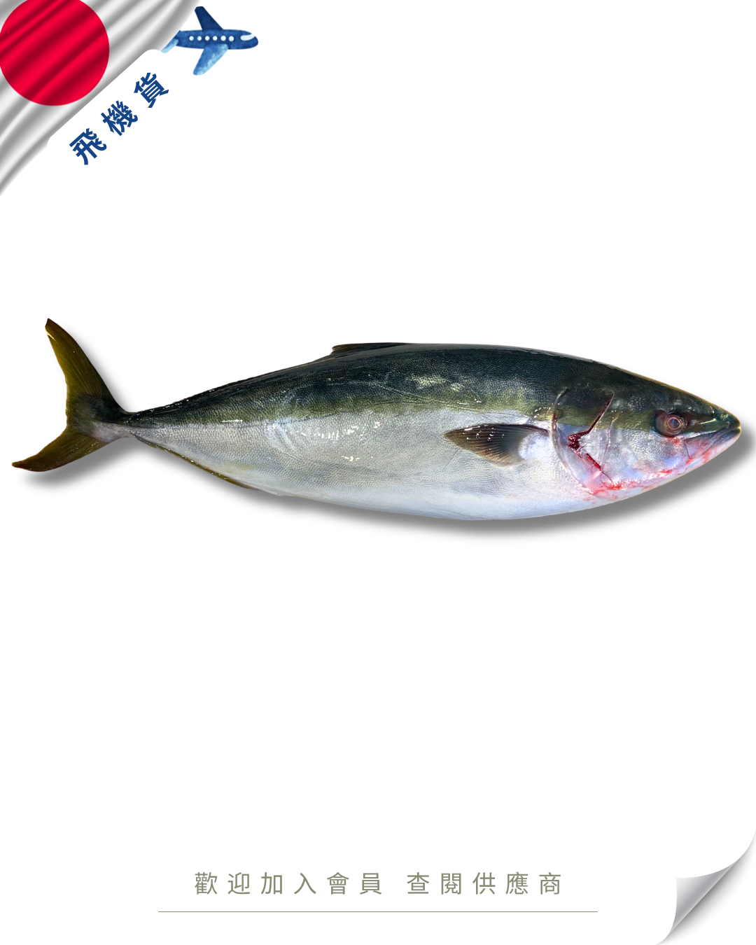 E101 - 日本 原條鮮油甘魚 ハマチ 5kg up