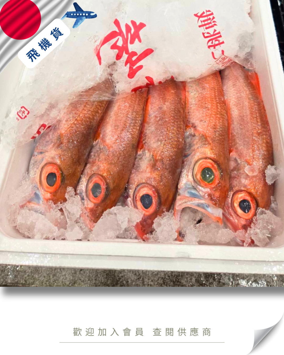 N102 - 日本 赤睦 / 赤鯥 / 喉黑 赤ムツ / 赤むつ  / アカムツ / ノドグロ 300g up