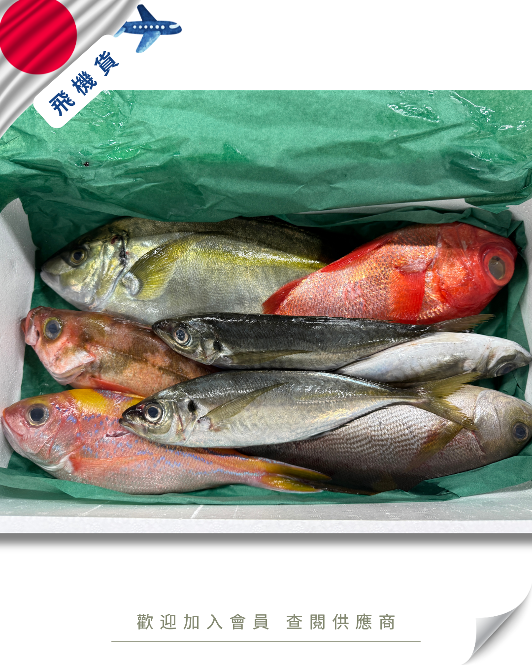 E101 - 日本 鮮魚魚箱 鮮魚セット 4kg / 7kg